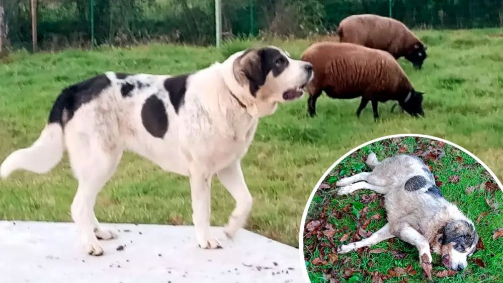 Una valiente mastina se debate entre la vida y la muerte tras enfrentarse a una manada de lobos en Asturias