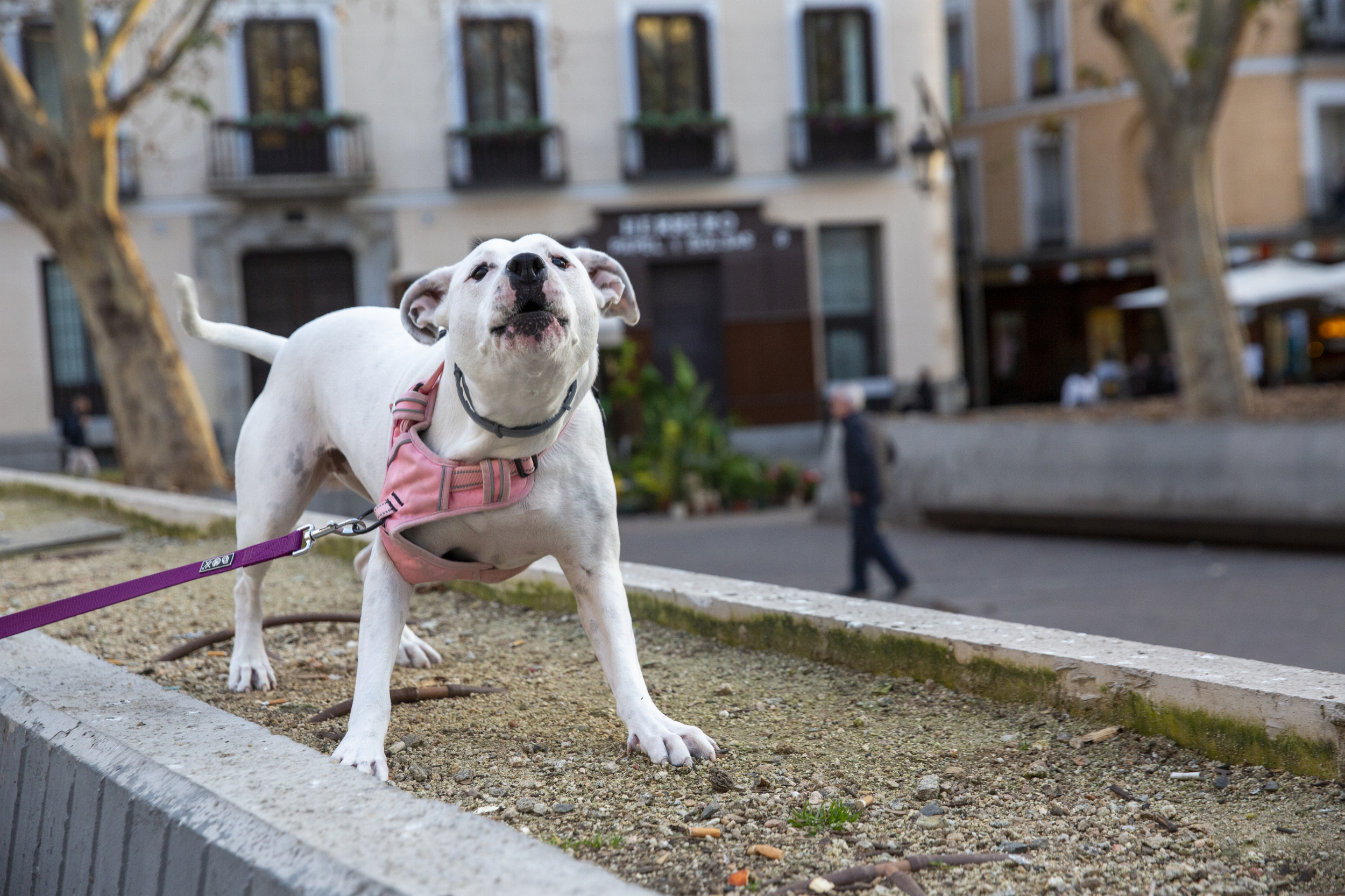 Un dogo argentino en el centro de Madrid.