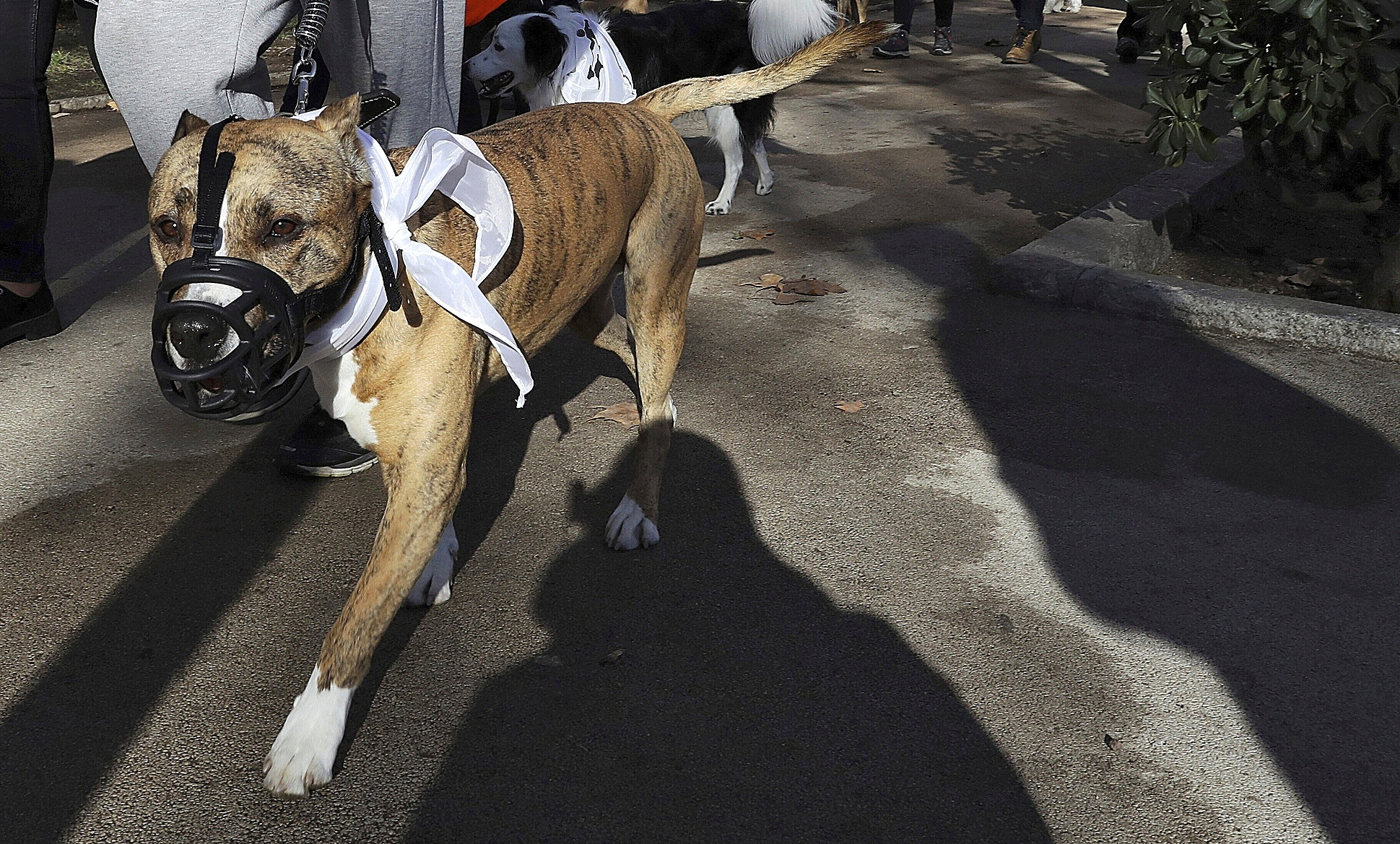 Un perro de la raza pitbull terrier durante una exhibición canina, en Madrid.