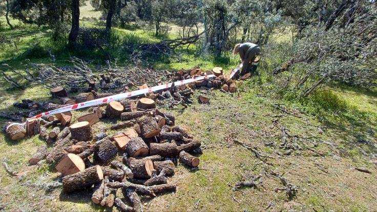 Entrevista a Miguel Higueras, portavoz de Agentes Forestales, sobre la actuación en Sanse con una persona talando encinas de manera ilegal