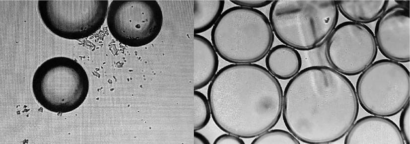 Figuras 8 y 9. Burbujas con Hidrogel Darpa que forman el contenido de las fibras de nailon huecas.