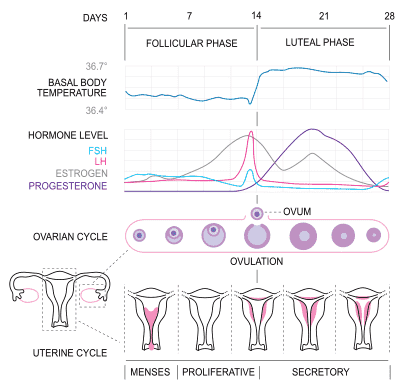 400px-MenstrualCycle2_en.svg.png