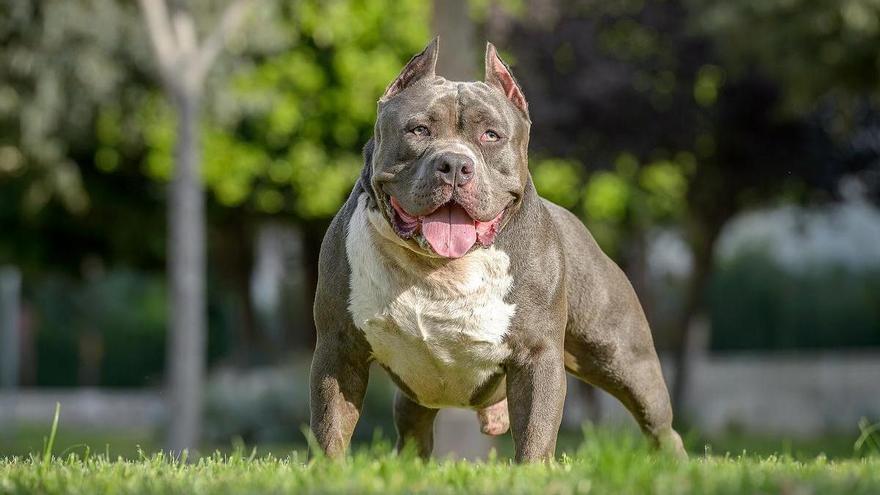 Tener un perro American Bully XL ya es un delito penal en el Reino Unido