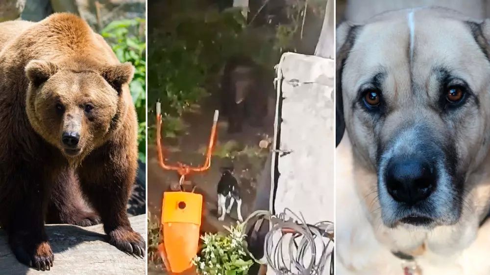 Un ganadero se enfrenta a un oso pardo únicamente armado con una cacerola