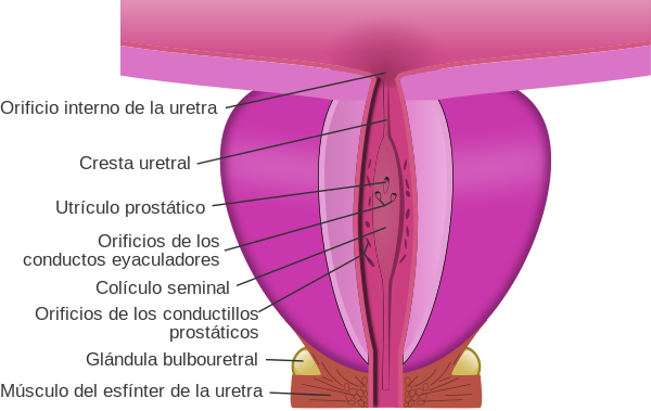 600px-Prostatic_urethra-es.svg.png