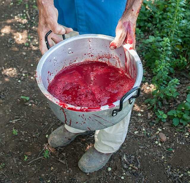 640px-Goat_blood_for_Christmas_Lunch.jpg