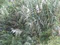 Arundo donax