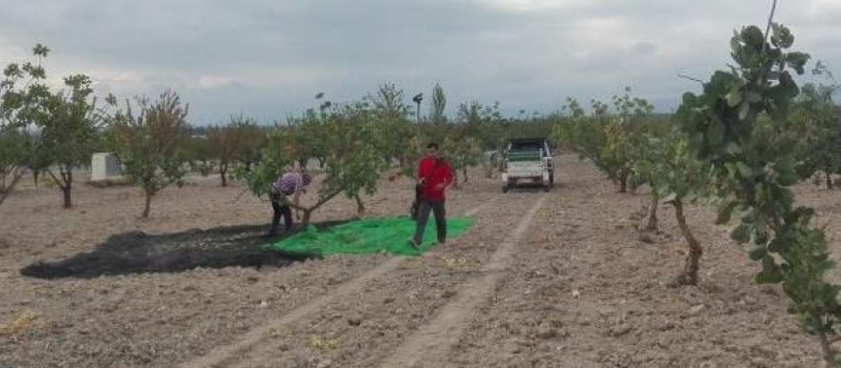 El llamado 'oro verde' se está extendiendo por la comunidad andaluza