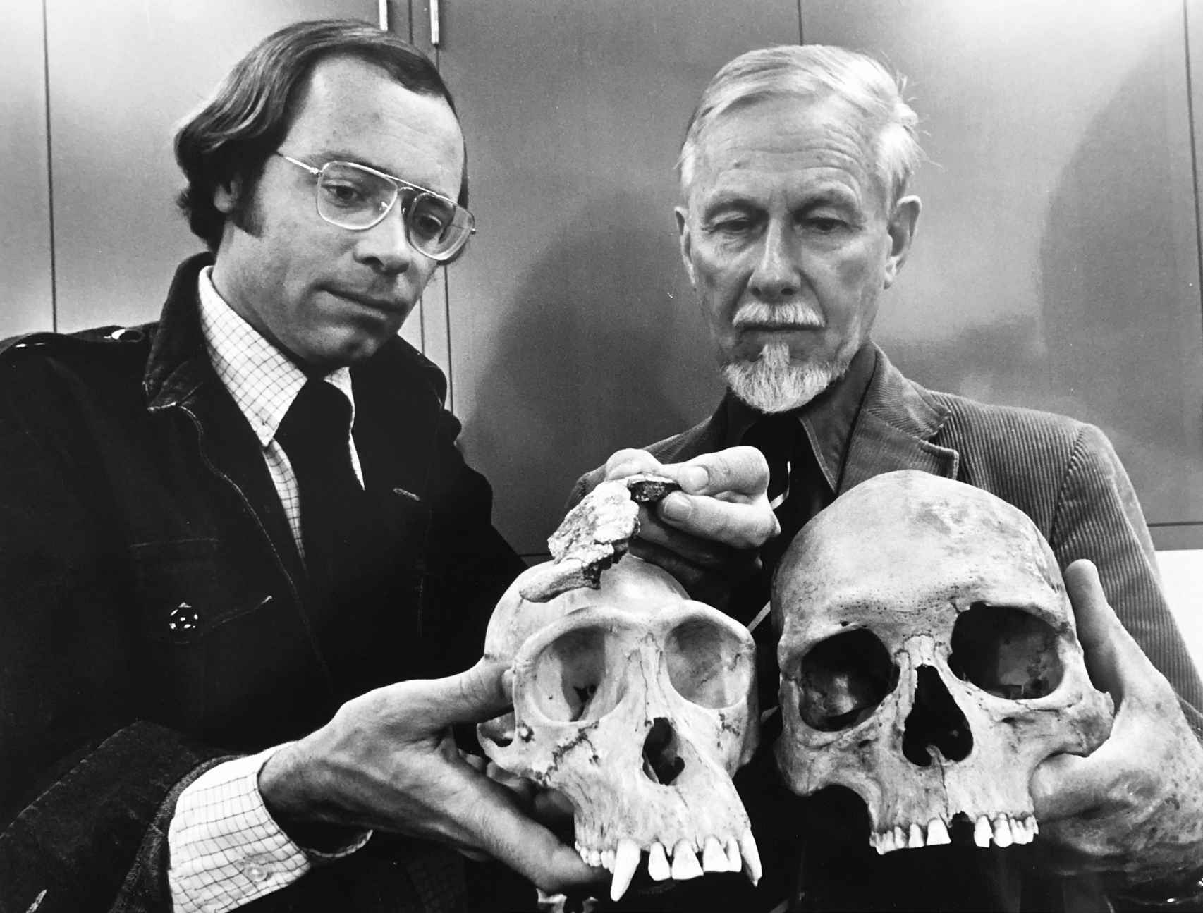 Tim White y Desmond Clark muestran su nuevo fósil junto a los cráneos de un chimpancé y un humano.