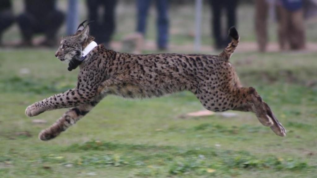 Lince ibérico.