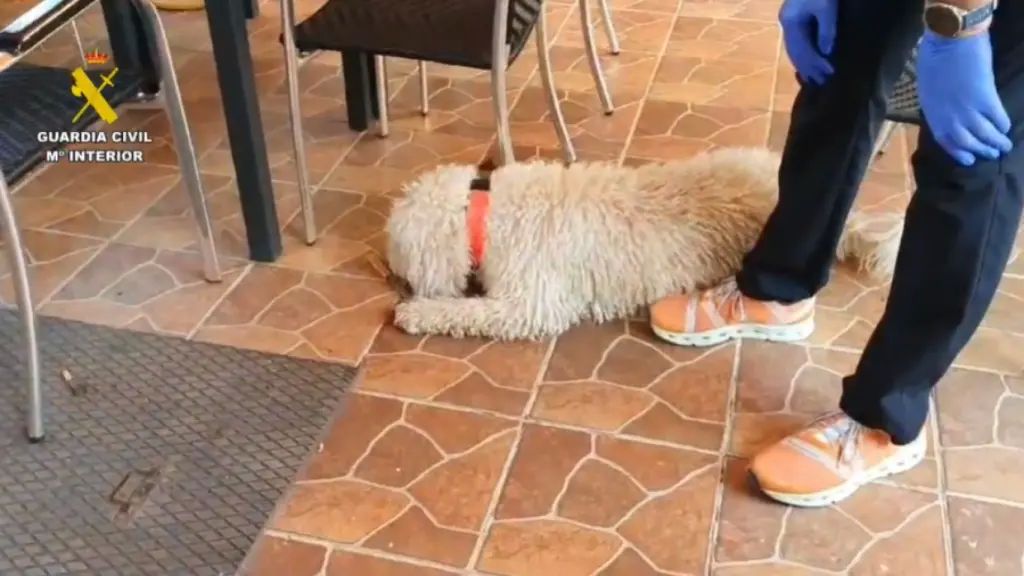 Un perro del Servicio Cinológico de la Guardia Civil marca restos biológicos humanos en el cuchillo encontrado.