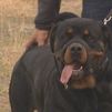 Un niño de 4 años, herido tras ser atacado por un Rottweiler sin bozal en el centro de Madrid