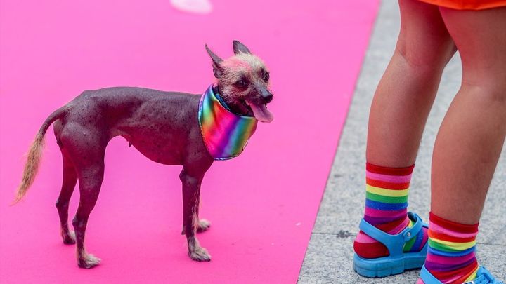 Desfile 'Plumas y Patitas' en el MADO 2024 / EUROPA PRESS