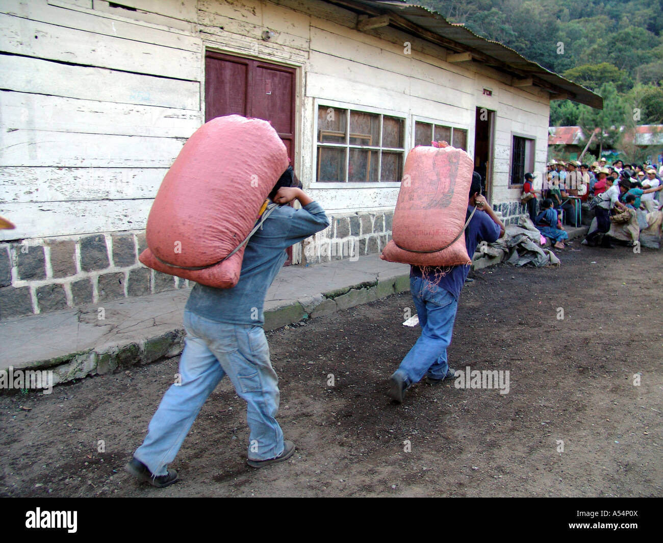 a-men-carrying-sacks-fresh-coffee-beans-san-A54P0X.jpg