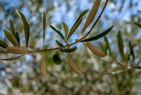 Los altos precios disparan la alerta ante los robos de aceitunas en Extremadura