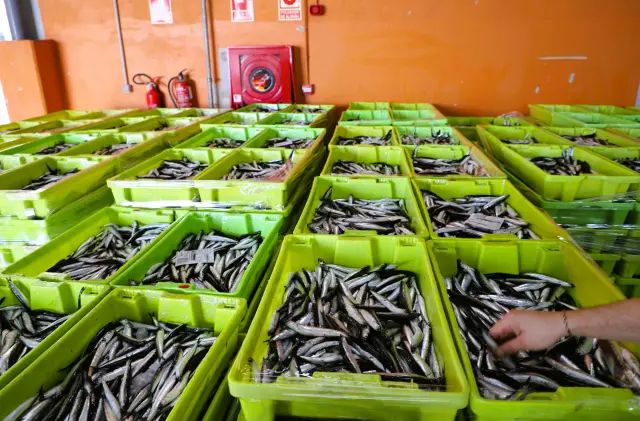 Anchoas en la lonja de Santoña.