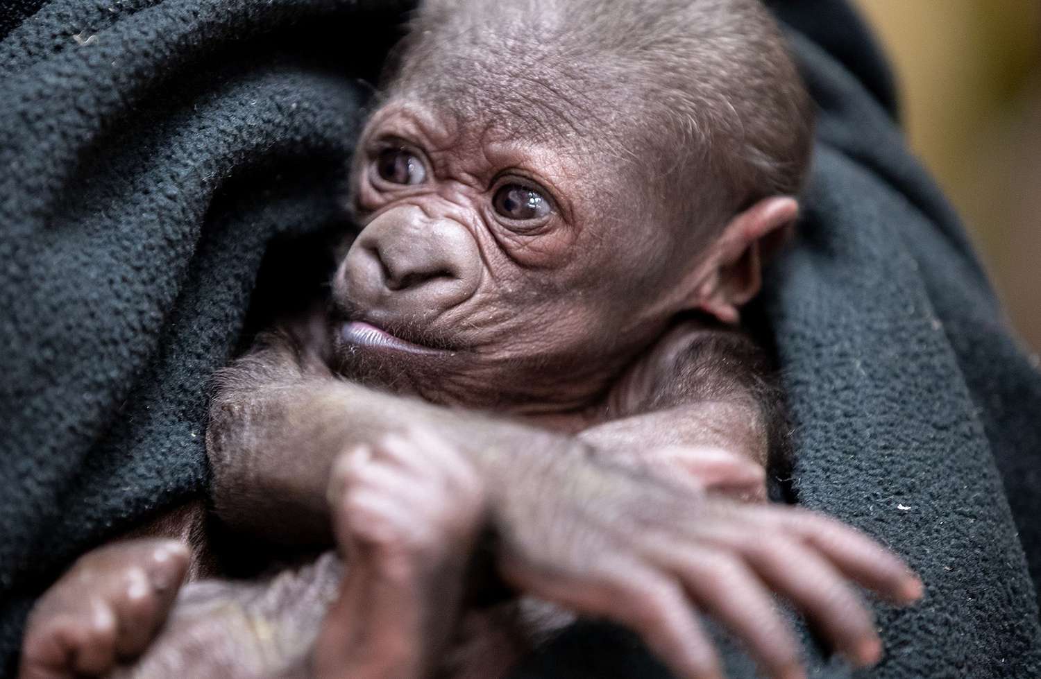 baby-gorilla-1.jpg