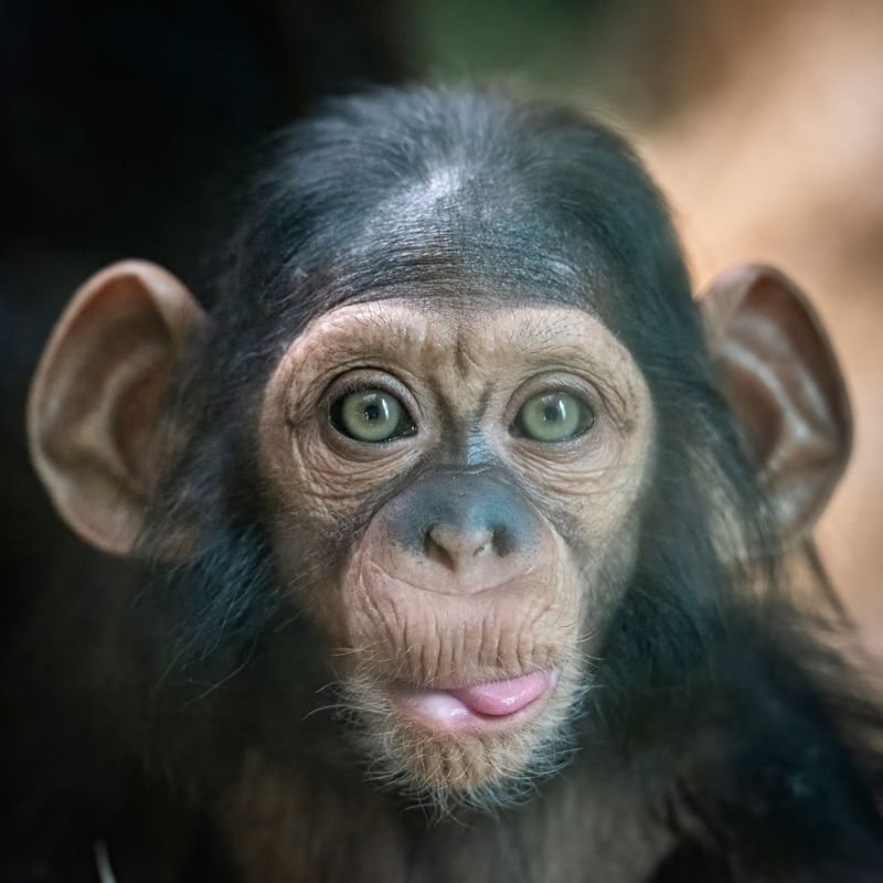 chimpanzee-m.jpg