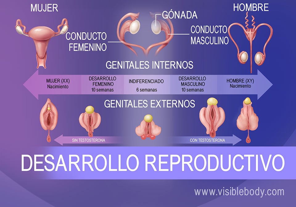 Desarrollo-reproductivo.jpg