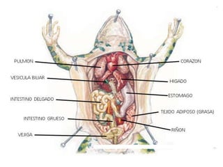 Diseccion-de-una-rana-19-320.jpg