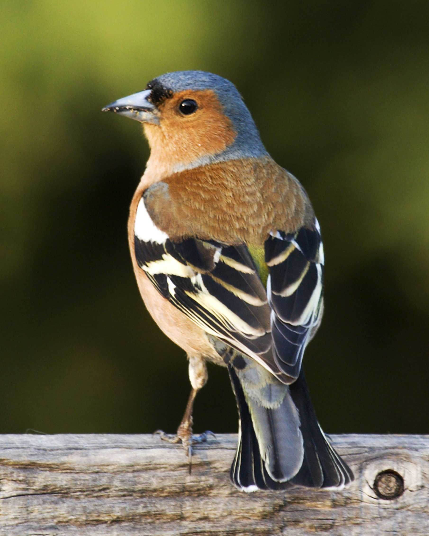 gilla_coelebs_chaffinch_male-scaled-e1641228439343.jpg