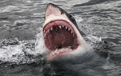 great-white-shark.png