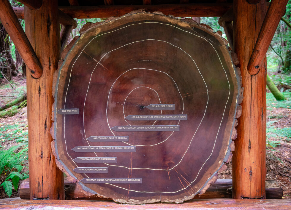 Guest-Dendrochronology-980x709.jpg