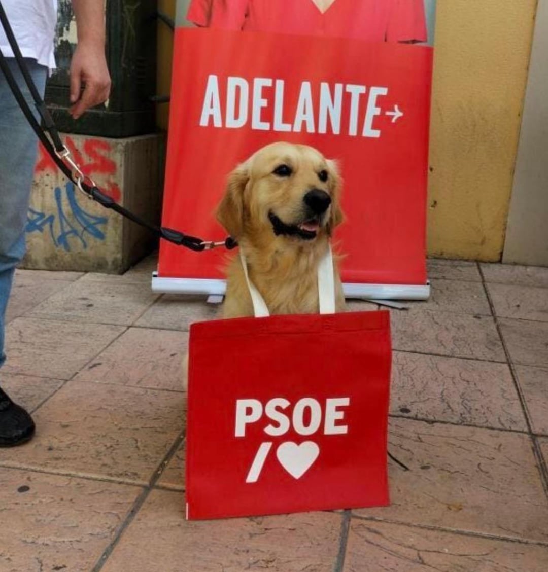 in-por-fin-perro-s%25C3%25A1nchez-v0-y8a48aqv1rcb1.jpg