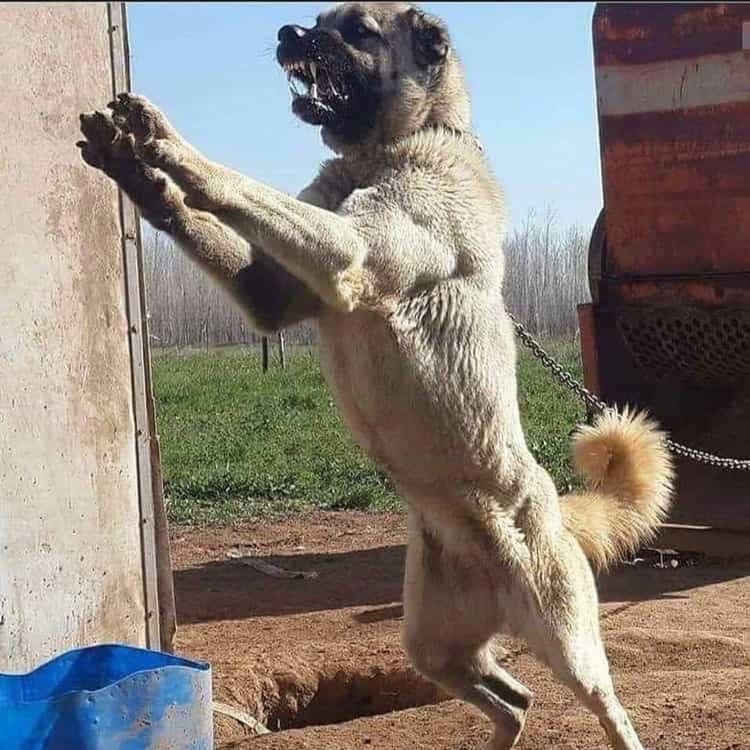 kangal.jpg