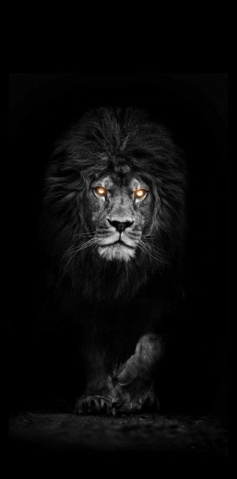 l-beauty-black-black-lion-dark-fantasy-forest-wild.jpg