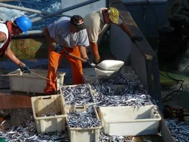 Comienza la costera de la anchoa en el Cantábrico