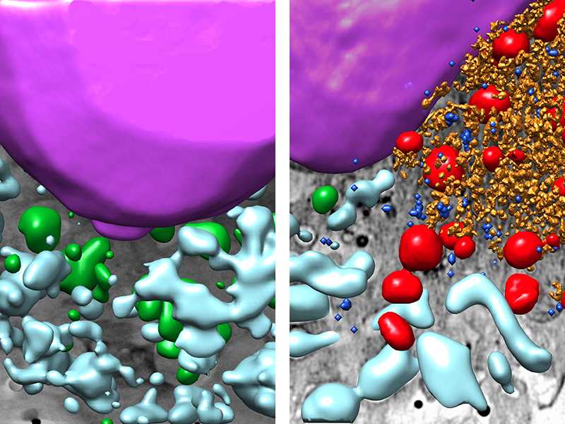 montaje_celula_control_celula_SARS-CoV-2%20copia.jpg