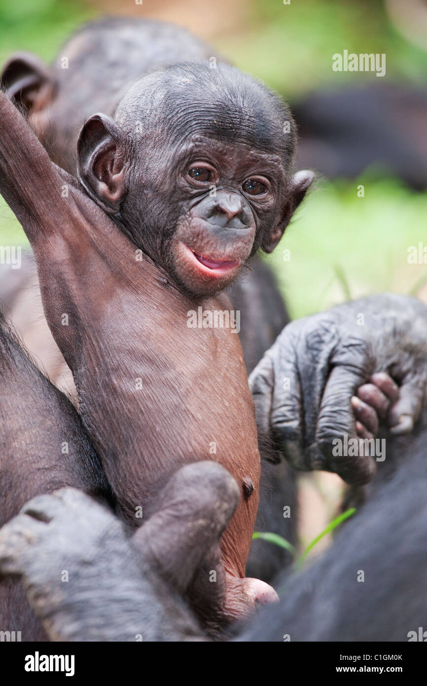 Mother and baby Bonobo Chimpanzee at the Sanctuary Lola Ya Bonobo,  Democratic Republic of the Congo Stock Photo - Alamy