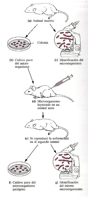 o_Postulado%20de%20Koch.jpg