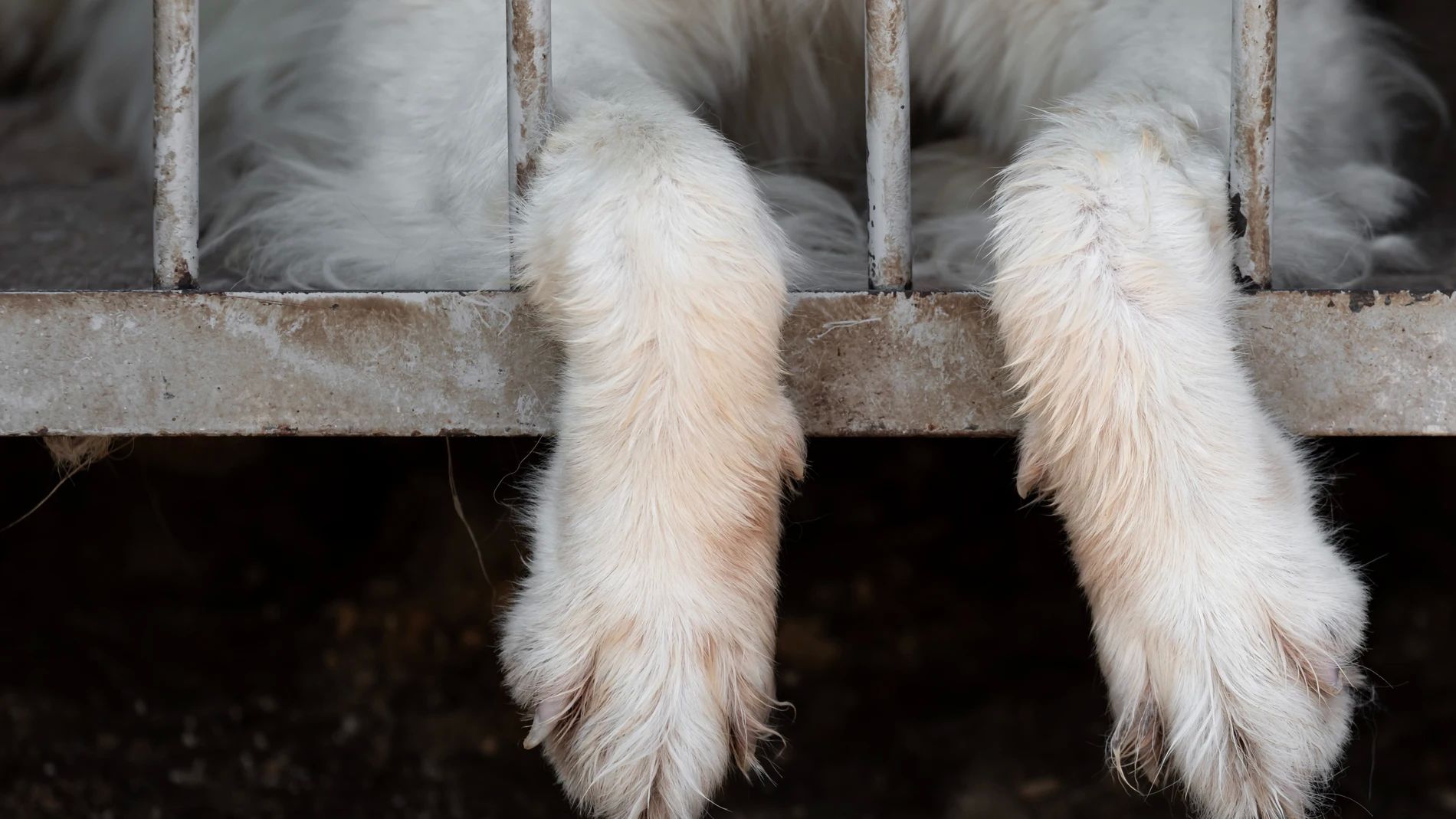 Las patas de un perro colgando de una jaula