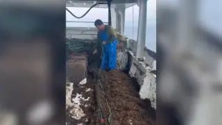 Los pescadores de Cádiz, desesperados por la invasión de algas