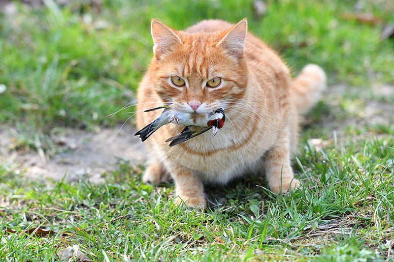 The-domestic-red-cat-caught-the-bird-and-holds-it-in-its-mouth_Klimek-Pavol_Shutterstock.jpg