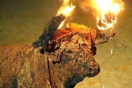 Condenamos el pacto entre PP y PSOE para autorizar el toro embolao en la  Comunidad de Madrid – EQUO MADRID