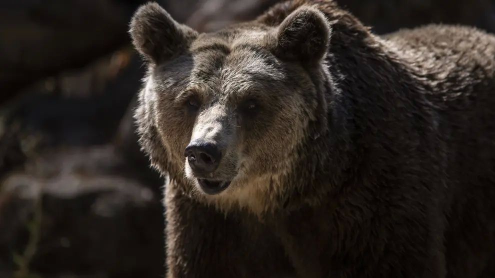 Atacado por una osa parda un hombre que recogía setas en un bosque de Eslovaquia: La canasta me salvó la vida