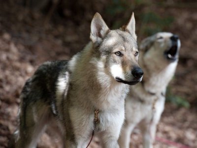 perro-lobo-checoslovaco.jpeg