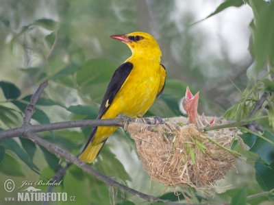 oropendola-europea-161687-4164426575.jpg