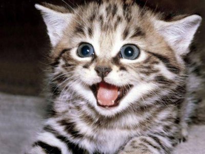 1024x768_gatito_sonriente.jpg