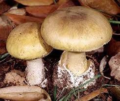 amanita.jpg