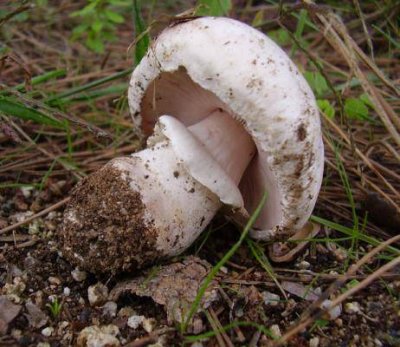 Agaricus%20campestris.jpg