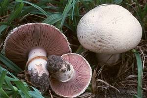 agaricus-bisporus-4.jpg