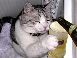 gato cerve.jpg