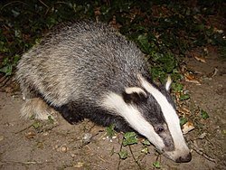 250px-Badger-badger.jpg