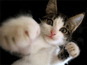 gatoboxeador.gif