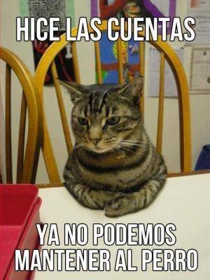 gato cuentas.jpg