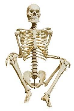 245px-Homo_sapiens_skeleton_-_MUSE.JPG